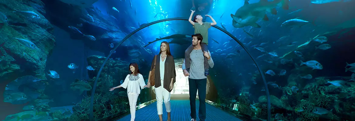 Dubai Aquarium And Underwater Zoo Basic Ticket