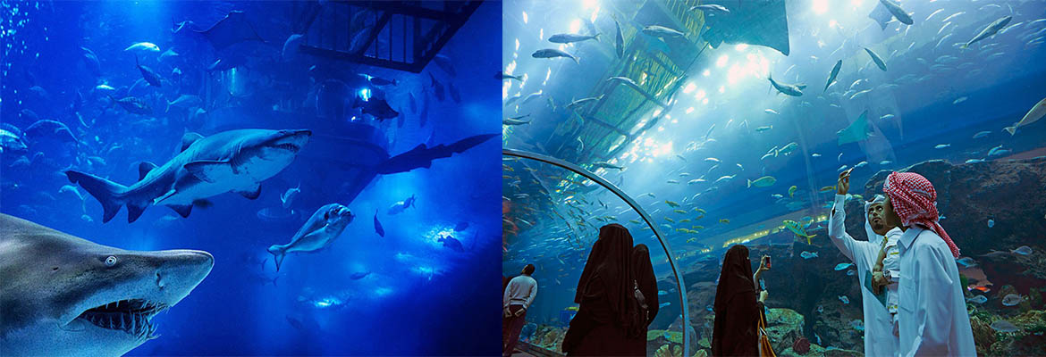 Dubai Mall Aquarium & Penguin Cove